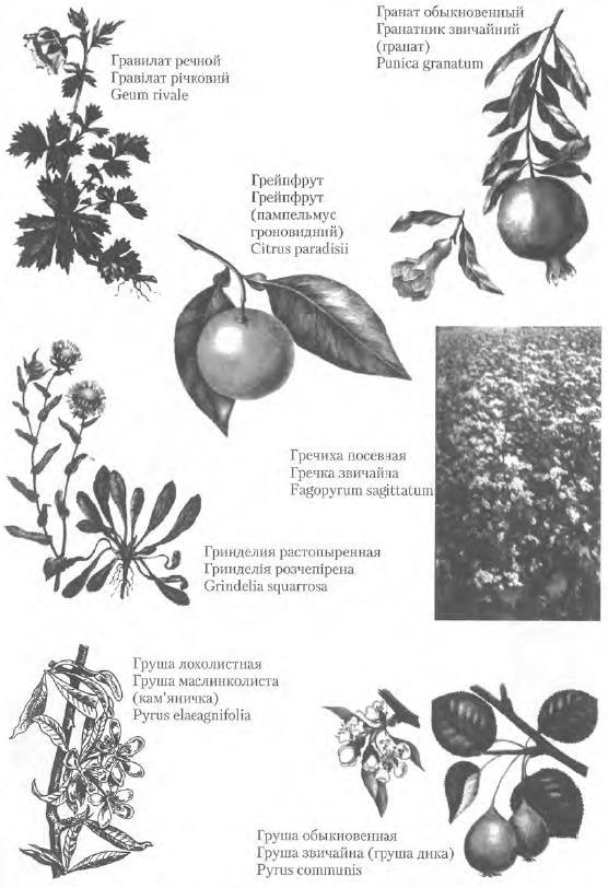 Золотые рецепты: фитотерапия от средних веков до наших дней - i_052.jpg