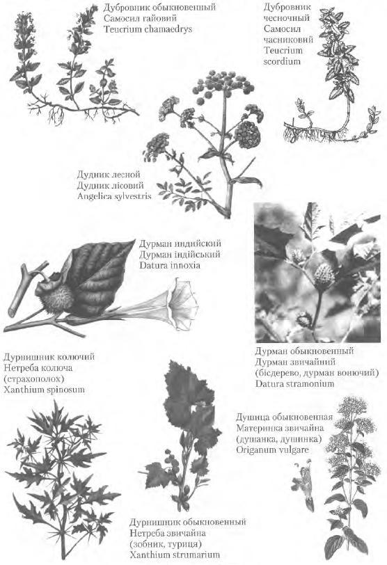 Золотые рецепты: фитотерапия от средних веков до наших дней - i_056.jpg