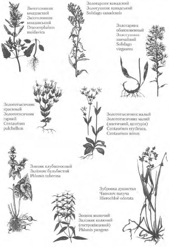 Золотые рецепты: фитотерапия от средних веков до наших дней - i_061.jpg