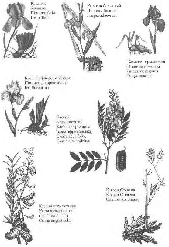 Золотые рецепты: фитотерапия от средних веков до наших дней - i_066.jpg