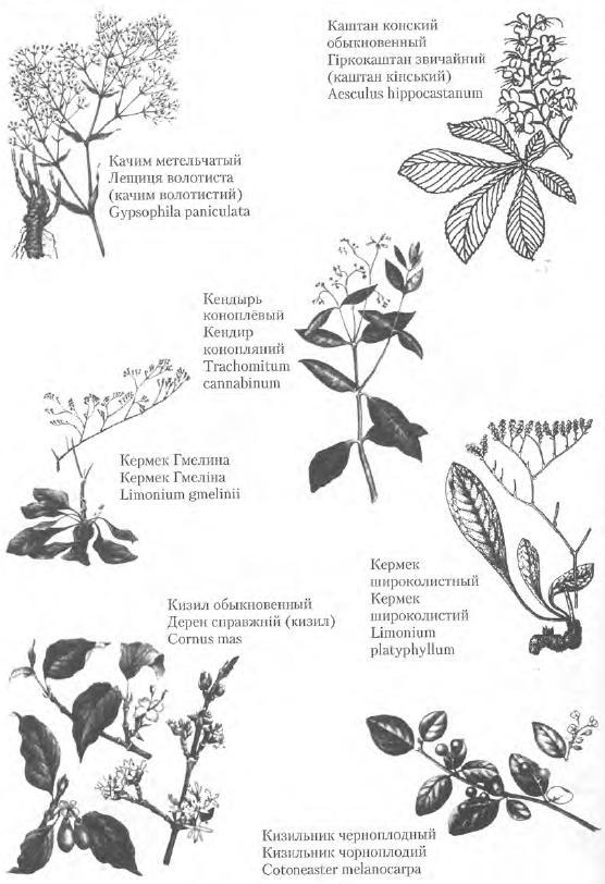 Золотые рецепты: фитотерапия от средних веков до наших дней - i_067.jpg