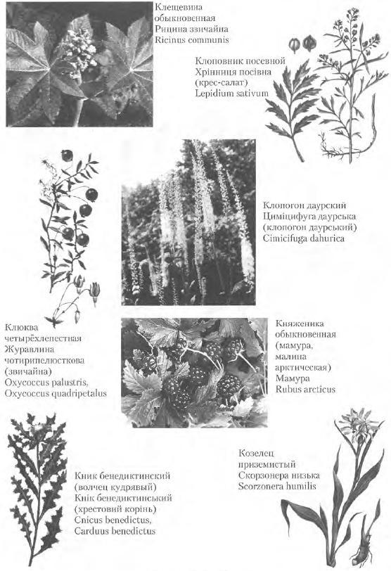 Золотые рецепты: фитотерапия от средних веков до наших дней - i_069.jpg