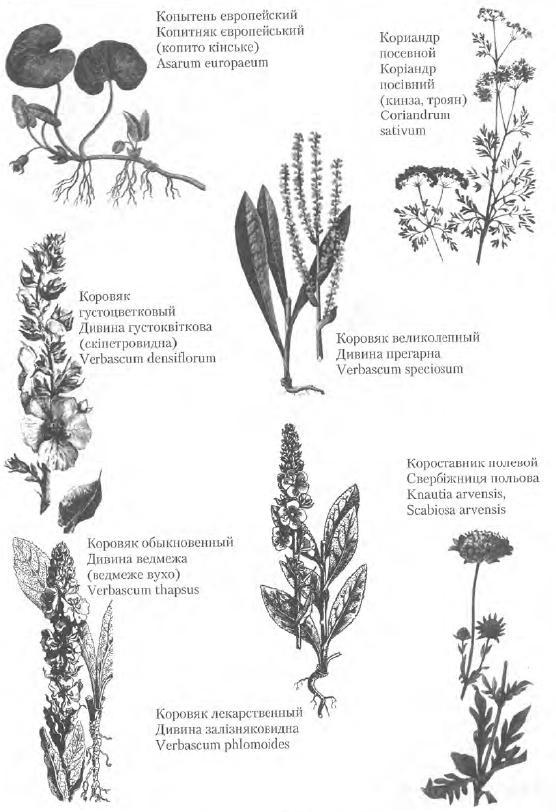 Золотые рецепты: фитотерапия от средних веков до наших дней - i_071.jpg