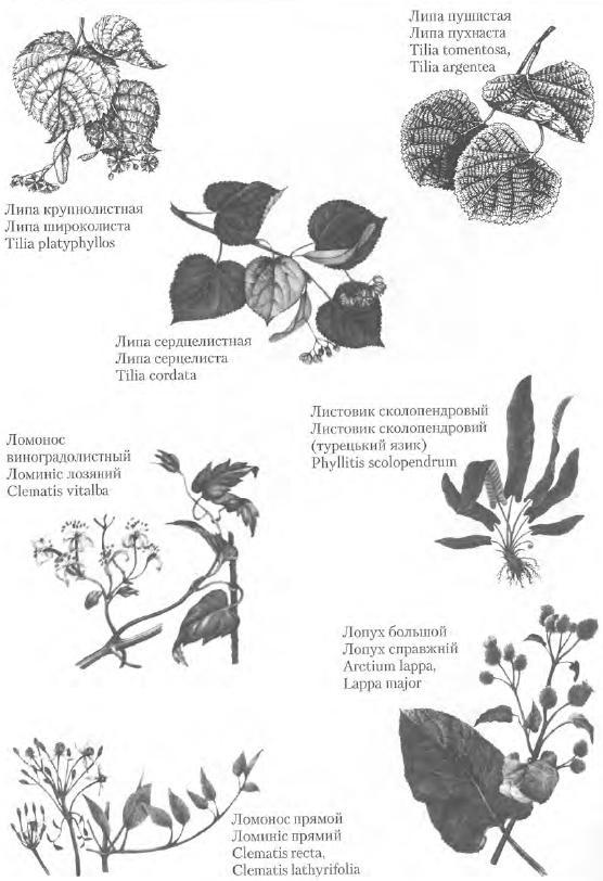 Золотые рецепты: фитотерапия от средних веков до наших дней - i_079.jpg