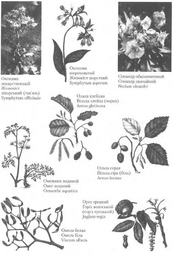 Золотые рецепты: фитотерапия от средних веков до наших дней - i_091.jpg