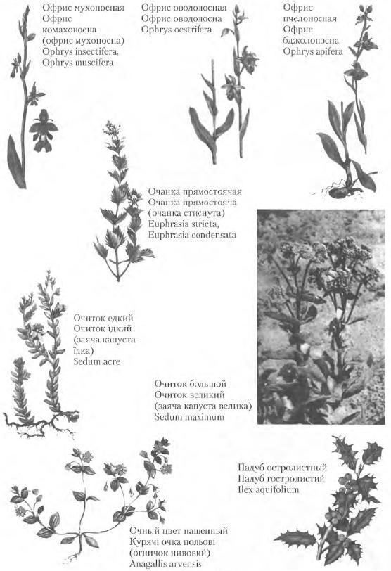 Золотые рецепты: фитотерапия от средних веков до наших дней - i_093.jpg