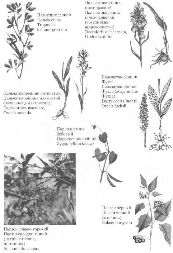Золотые рецепты: фитотерапия от средних веков до наших дней - i_094.jpg