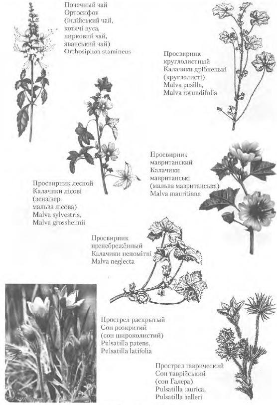 Золотые рецепты: фитотерапия от средних веков до наших дней - i_102.jpg