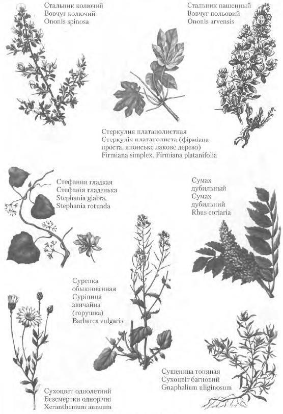 Золотые рецепты: фитотерапия от средних веков до наших дней - i_112.jpg