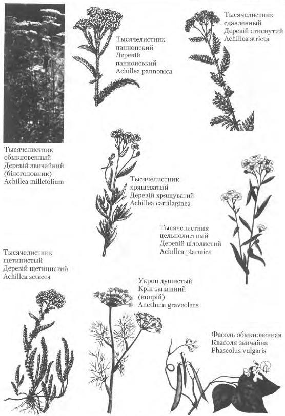 Золотые рецепты: фитотерапия от средних веков до наших дней - i_116.jpg