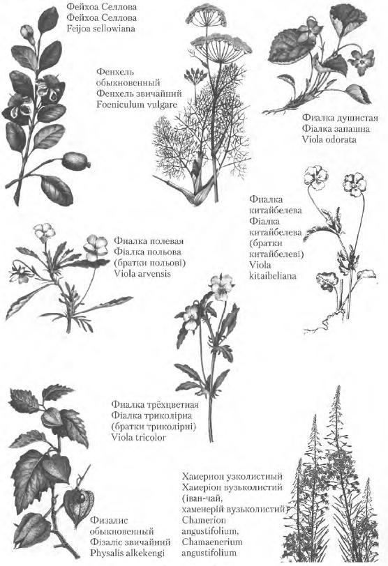 Золотые рецепты: фитотерапия от средних веков до наших дней - i_117.jpg