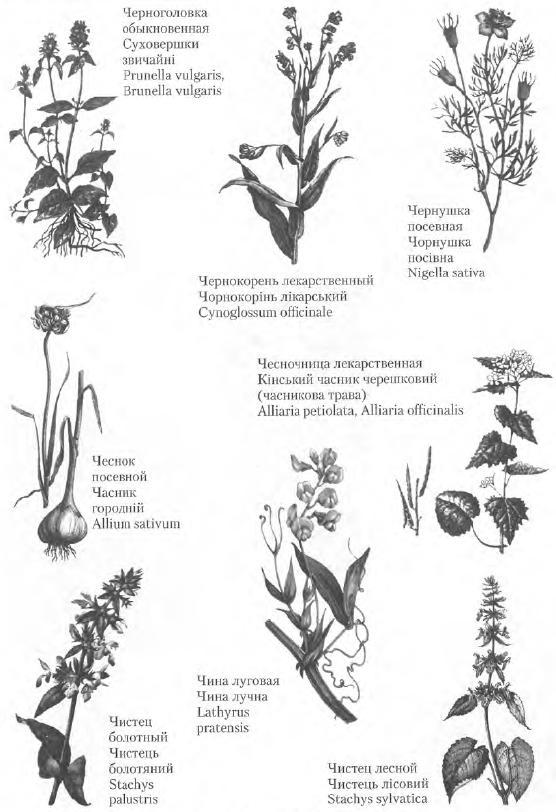Золотые рецепты: фитотерапия от средних веков до наших дней - i_121.jpg