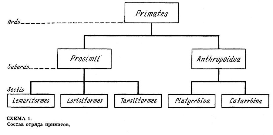 Приматы - _1ScanImage012.jpg
