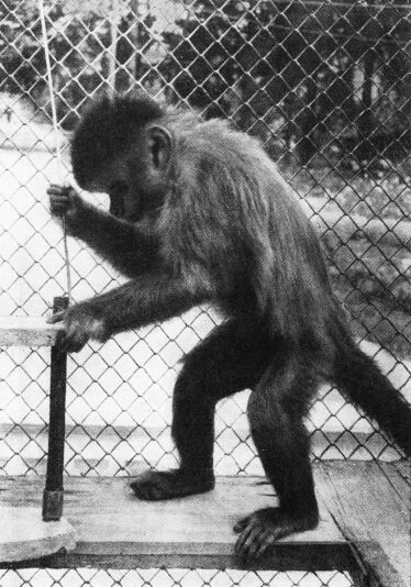 Приматы - _2buryjjkapucin.jpg