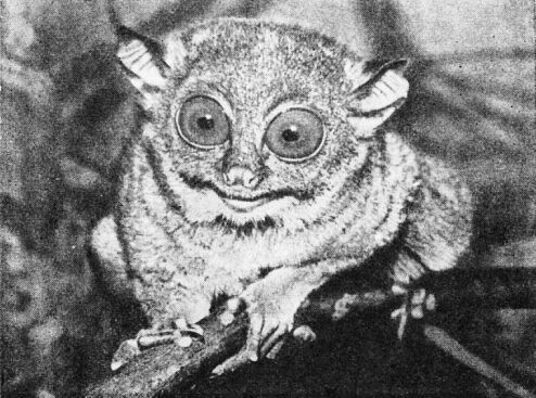 Приматы - _2dolgopjat.jpg