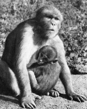 Приматы - _2makakarezus.jpg