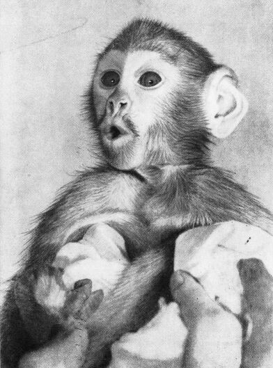 Приматы - _2patae.jpg