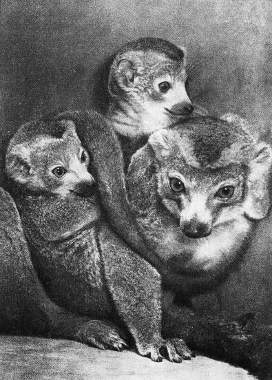 Приматы - _2vencenosnyjjlemur.jpg
