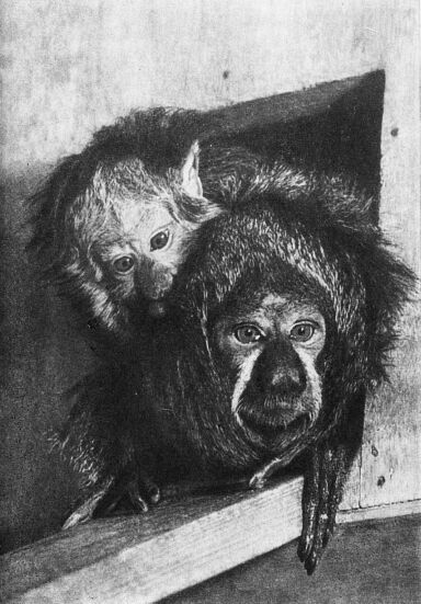 Приматы - _2belogolovyjjsaki2.jpg