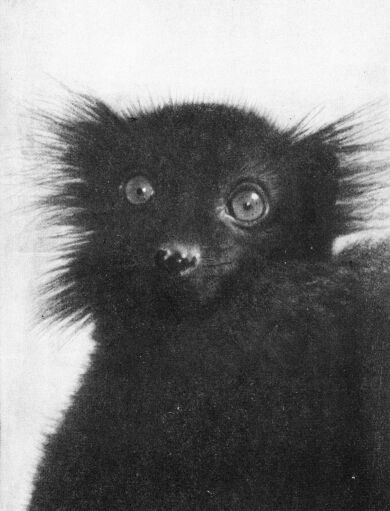 Приматы - _2chernyjjlemur.jpg