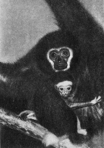 Приматы - _2gibbon.jpg