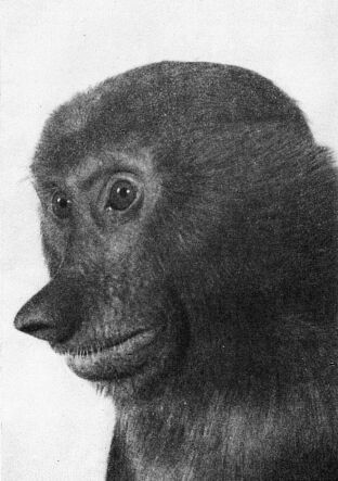 Приматы - _2nosach.jpg