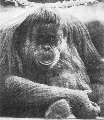 Приматы - _2orangutan.jpg
