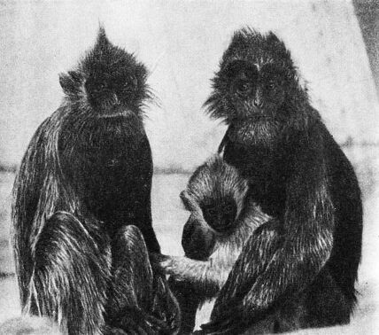 Приматы - _2serebristyelangury.jpg