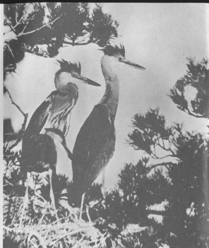 Лучик - i_001.jpg