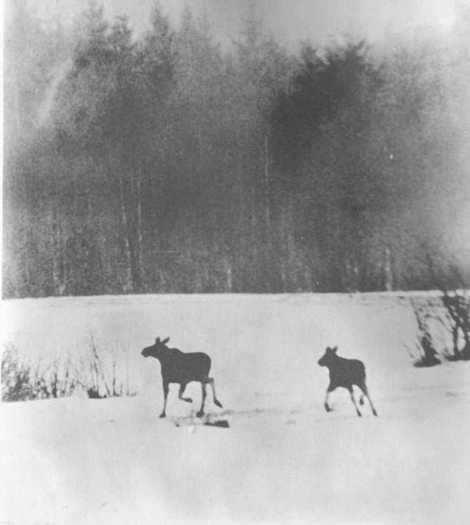 Лучик - i_002.jpg