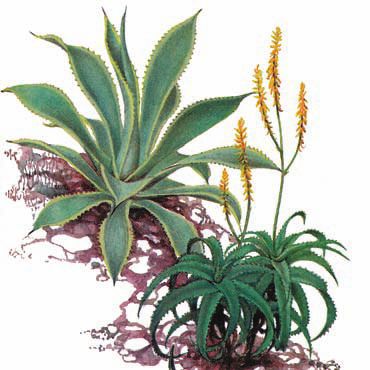 Суккуленты - _11.jpg