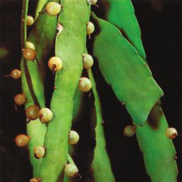 Суккуленты - _3.jpg