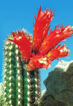 Суккуленты - _4.jpg