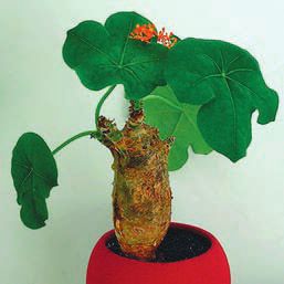 Суккуленты - _6.jpg