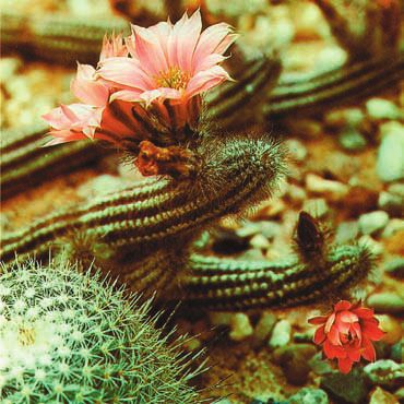 Суккуленты - _1.jpg