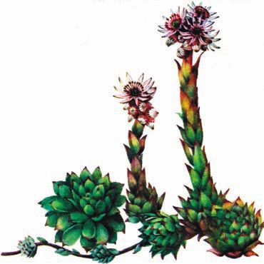 Суккуленты - _10.jpg