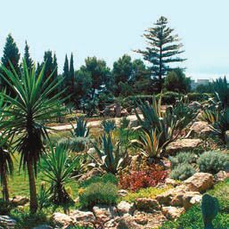 Суккуленты - _13.jpg