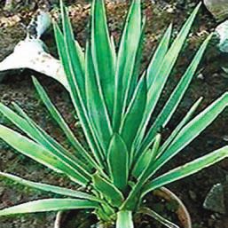 Суккуленты - _17.jpg