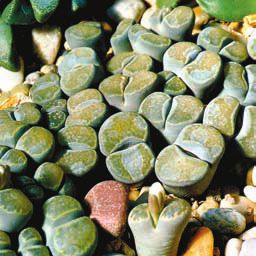 Суккуленты - _2.jpg