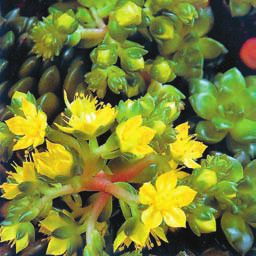 Суккуленты - _20.jpg