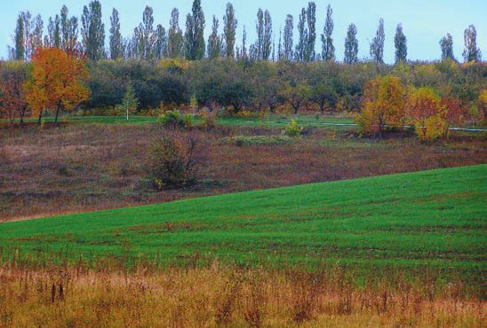 Суккуленты - _25.jpg