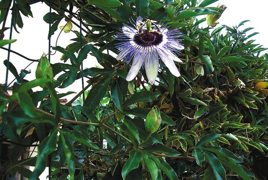 Декоративноцветущие растения - i_030.jpg