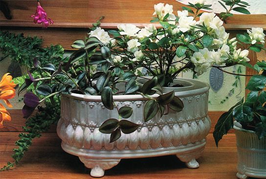 Декоративноцветущие растения - i_033.jpg