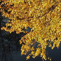 Декоративноцветущие растения - i_036.jpg