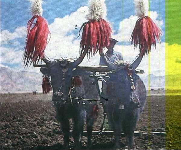 Восхождение Мира на Эверест - i_066.jpg