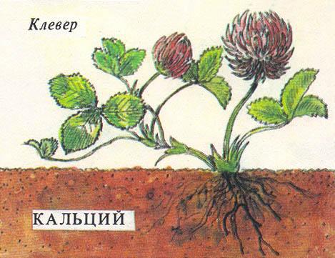 Где у растения дом - _15.jpg