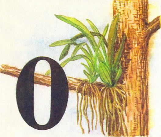 Где у растения дом - _37.jpg