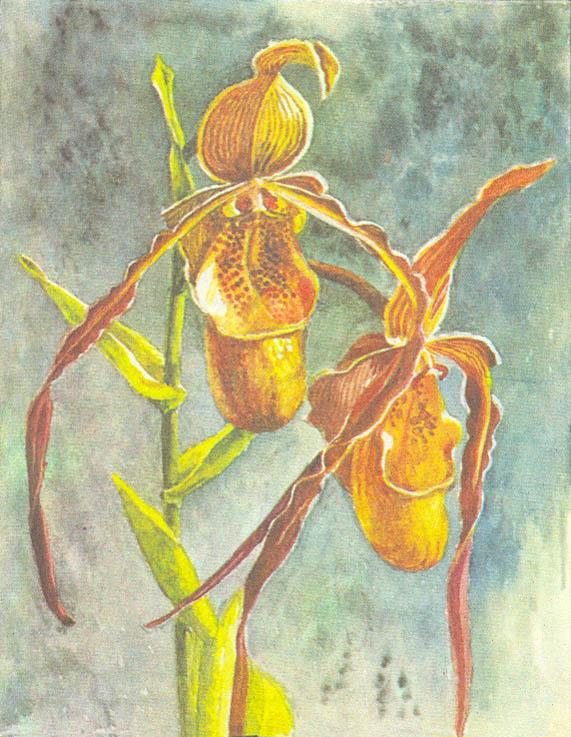 Где у растения дом - _39.jpg