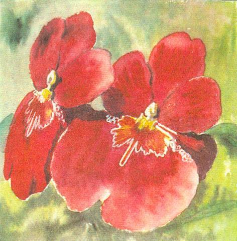 Где у растения дом - _41.jpg