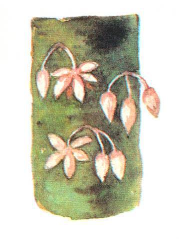 Где у растения дом - _71.jpg